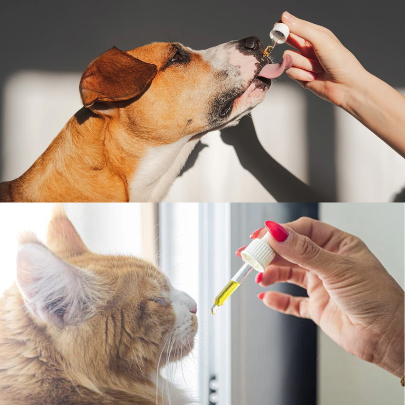 CBD Pet Oil Tincture Lifestyle- Pet Health- Life Retreat