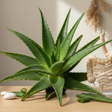 Aloe Ferox Gut Health - Life Retreat