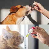 CBD Pet Tincture